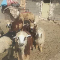 بره