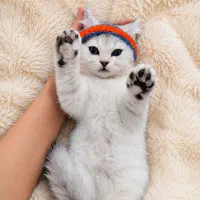 گربه برتیش سیلور