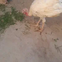 بوقلمون پروارشده طبیعی