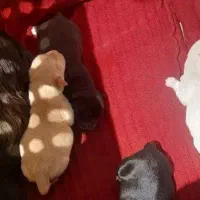 واگذاری پامرانین