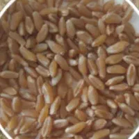 گندم دوروم رقم دهدشت