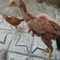 جوجه لاری سه ماهه اصل