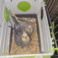 دو جفت عروس هلندی با جوجه