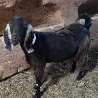 بز ماده