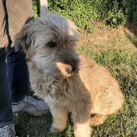 پاپی پشمالو