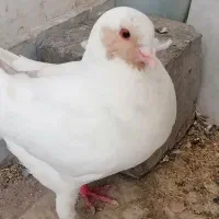 کفتر کبوتر پنگوئنی نر دوچشمی رنگی