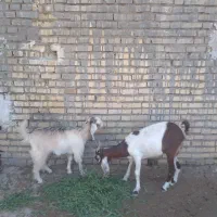 بزقاله دو عدد