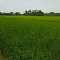 زمین-کشاورزی