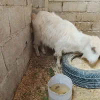 بزپاکستان آبستن