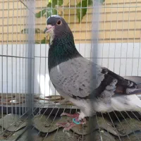 کبوتر نر خرقه دمگیر