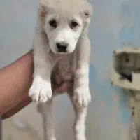 سگ نژاد روس اصیل الابای