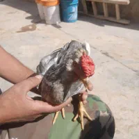 خروس|حیوانات مزرعه|صالح آباد, |دیوار