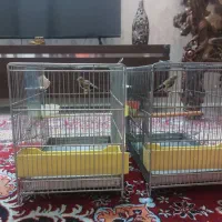 جوجه سهره رسمی نر با قفس