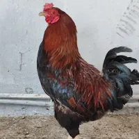 خروس