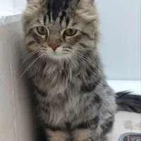 گربه نژاد دار واگذاری رایگان