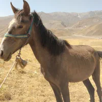 اسب|حیوانات مزرعه|نهاوند, |دیوار