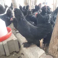 تخم نطفه دارمرندی