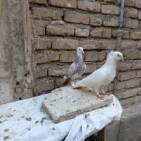 سفید اراکی قزوینی