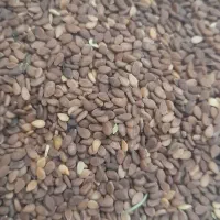 کنجد بذر موجود است درز تلفن