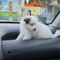 سگ پامر