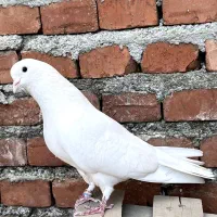 کبوتر گرو