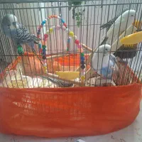 عروس هلندی مرغ عشق