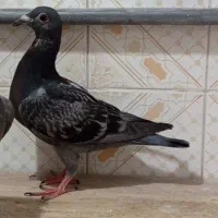جفت جوجه پلاکی دونخور شده