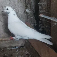 کفتر پرشی|پرنده|خمام, |دیوار