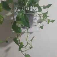 پتوس ابلق