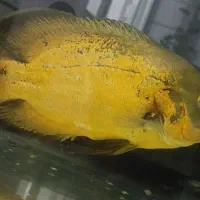 فروش ماهی اسکار