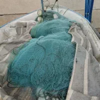 تور کاشخ و تور شیر