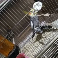 جفت عروس هلندی با جوجه