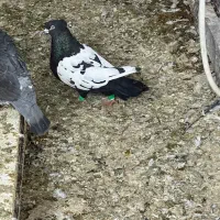 کبوتر سینه مشکی