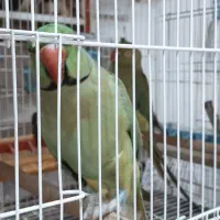 جفت ملنگو بالغ مرتب پر و دم صاف