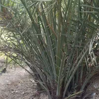 پاجوش اصل نخل گردویی کم یاب