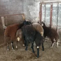 نربره هترو با ژن چندقلوزایی و2 ماده بره افشار