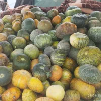 کالک دیمی تازه و درشت