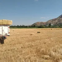 خریدار جو
