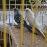 مرغ عشق مولد