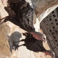 بوقلمون
