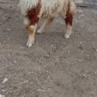 بره گوسفند بز