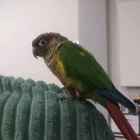 پرنده گمشده