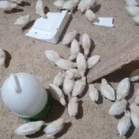 فروش جوجه تخم گذار ۱ماهه