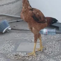 جوجه خروس چابهاری اصل اصل
