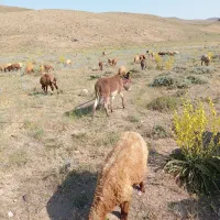 کره خر