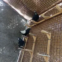 پلنگ|پرنده|رفسنجان, |دیوار