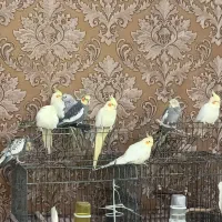 عروس هلندی