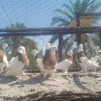 طوق سور