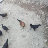 جوجه‌ مرغ‌محلی‌وجوجه‌بوقلمون‌دراطراف‌باغملک|حیوانات مزرعه|ایذه, |دیوار
