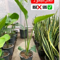 گل نخل نیکولا تخفیفی